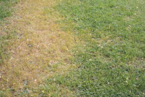 What is Snow Mold?