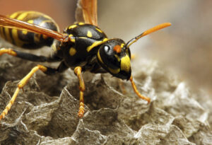 landscaping, wasps