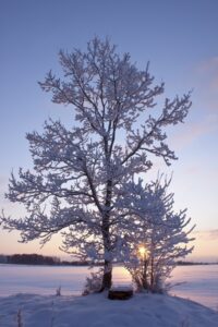 Caring for Your Trees in the Winter