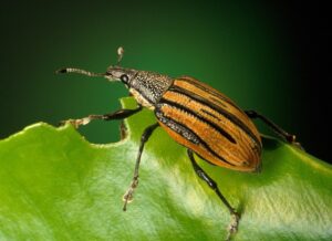 Insects that Can Harm Your Lawn and How to Get Rid of Them