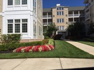 Keeping Your Commercial Landscape Colorful Year-Round 