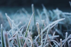 Caring for Your Grass in the Winter