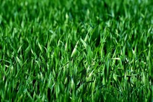 Why You Should Overseed Your Lawn