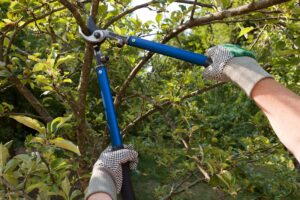 What Are The Benefits of Pruning Trees and Shrubs?