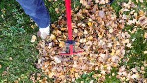 Leaf Removal Do’s and Don’ts Atlantic Maintenance Group