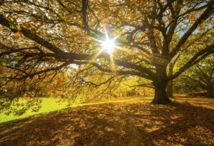 atlantic maintenance group keep your trees healthy this fall